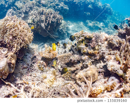 A school of spotted tangfish. Beautiful coral reefs and schools of tropical fish. Amuro Island, Kerama Islands, Shimajiri District, Okinawa Prefecture, Zamami Island - 2025 133839160