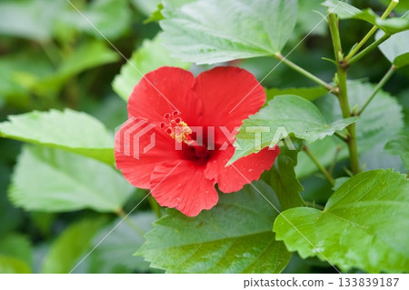 Hibiscus in Hakone Gora Park 133839187