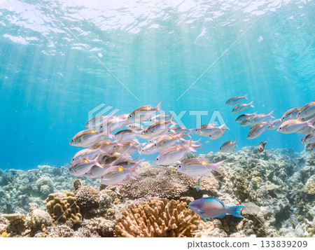School of sawfish. Beautiful coral reefs and schools of tropical fish. Amuro Island, Kerama Islands, Shimajiri District, Okinawa Prefecture, Zamami Island - 2025 133839209