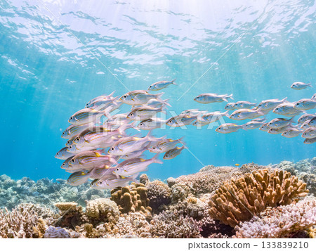 School of sawfish. Beautiful coral reefs and schools of tropical fish. Amuro Island, Kerama Islands, Shimajiri District, Okinawa Prefecture, Zamami Island - 2025 133839210