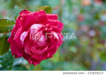 Rose Garden at Hakone Gora Park Rose Garden at Hakone Gora Park 133839217