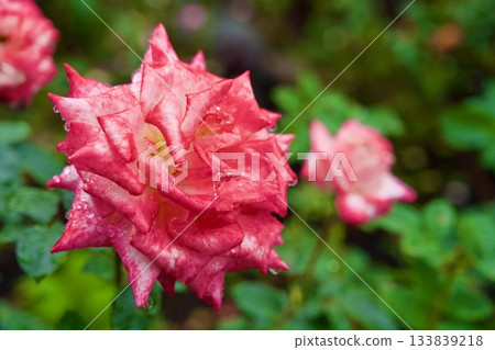 Rose Garden at Hakone Gora Park Rose Garden at Hakone Gora Park 133839218