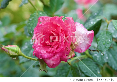 Rose Garden at Hakone Gora Park Rose Garden at Hakone Gora Park 133839219