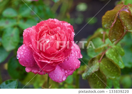 Rose Garden at Hakone Gora Park 133839220