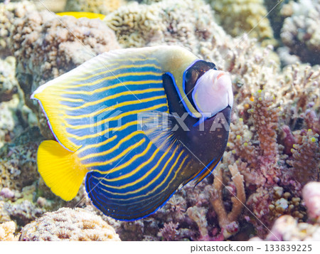 A beautiful Emperor Angelfish. Beautiful coral reefs and schools of tropical fish. Amuro Island, Kerama Islands, Shimajiri District, Okinawa Prefecture, Zamami Island A beautiful Emperor Angelfish. Beautiful coral reefs and schools of tropical fish. Amuro Island, Kerama Islands, Shimajiri District, Okinawa Prefecture, Zamami Island 133839225