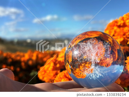 Marigold and Glass Tree 133839234