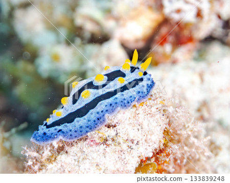 A beautiful blue-spotted sea slug. Beautiful coral reefs and schools of tropical fish. Amuro Island, Kerama Islands, Shimajiri District, Okinawa Prefecture, Zamami Island A beautiful blue-spotted sea slug. Beautiful coral reefs and schools of tropical fish. Amuro Island, Kerama Islands, Shimajiri District, Okinawa Prefecture, Zamami Island 133839248