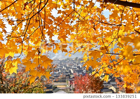 從糖楓樹的黃葉間望出去的景色 133839251
