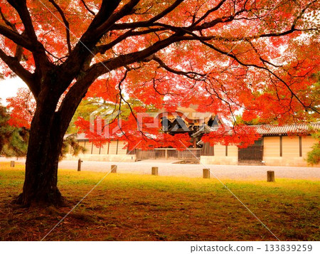 The Kenshunmon Gate of the Kyoto Imperial Palace seen through the bright red maple trees The Kenshunmon Gate of the Kyoto Imperial Palace seen through the bright red maple trees 133839259