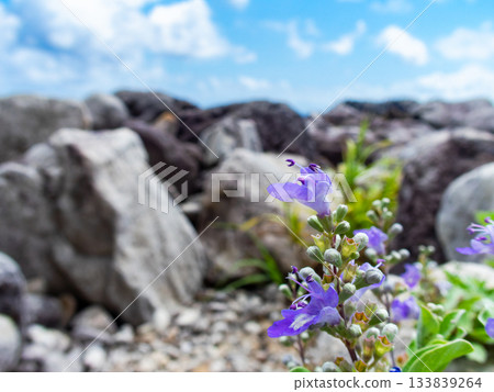 Beautiful coastline of Shikinejima Island, with cute purple Hamago flowers Beautiful coastline of Shikinejima Island, with cute purple Hamago flowers 133839264