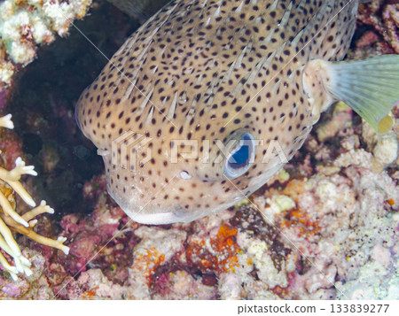 一隻美麗的鼠河豚。美麗的珊瑚礁和成群的熱帶魚。安室島，慶良間群島，島尻郡，沖繩縣，座間味島 - 2025 133839277