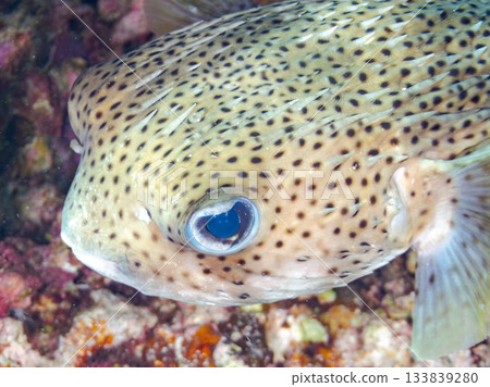 一隻美麗的鼠河豚。美麗的珊瑚礁和成群的熱帶魚。安室島，慶良間群島，島尻郡，沖繩縣，座間味島 - 2025 133839280