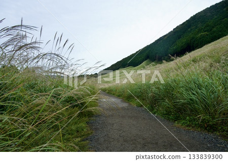 仙石原鈴木草地(陰天) 仙石原鈴木草地(陰天) 133839300