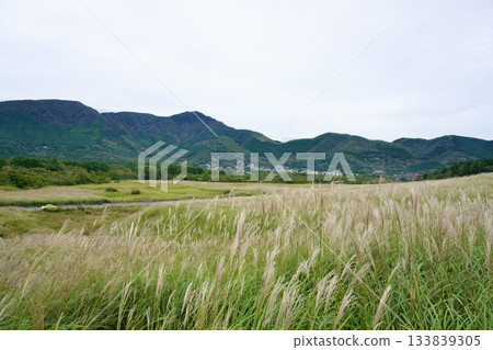 Sengokuhara Susuki Grass Field (Cloudy) Sengokuhara Susuki Grass Field (Cloudy) 133839305