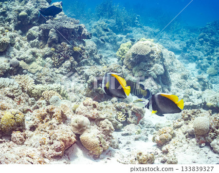 Beautiful striped banded lancefish and other fish. Beautiful coral reefs and schools of tropical fish. Amuro Island, Kerama Islands, Shimajiri District, Okinawa Prefecture, Zamami Island 133839327