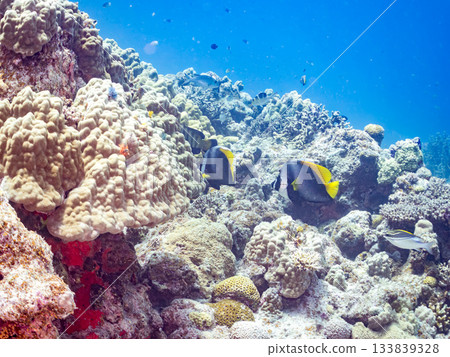 Beautiful striped banded lancefish and other fish. Beautiful coral reefs and schools of tropical fish. Amuro Island, Kerama Islands, Shimajiri District, Okinawa Prefecture, Zamami Island Beautiful striped banded lancefish and other fish. Beautiful coral reefs and schools of tropical fish. Amuro Island, Kerama Islands, Shimajiri District, Okinawa Prefecture, Zamami Island 133839328