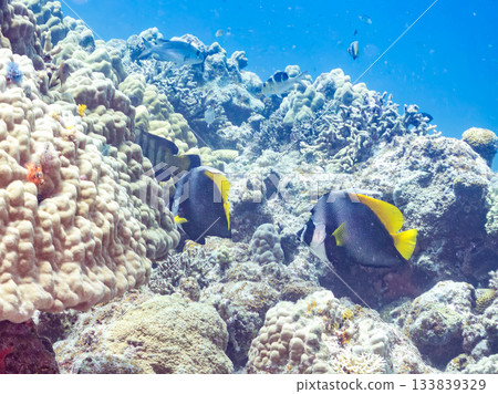 美麗的條紋長尾魚和其他魚類。美麗的珊瑚礁和成群的熱帶魚。安室島，慶良間群島，島尻郡，沖繩縣，座間味島 133839329