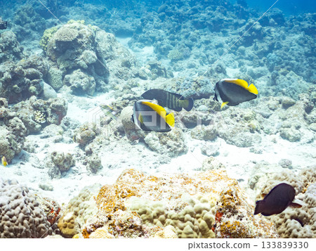 美麗的條紋長尾魚和其他魚類。美麗的珊瑚礁和成群的熱帶魚。安室島，慶良間群島，島尻郡，沖繩縣，座間味島 133839330