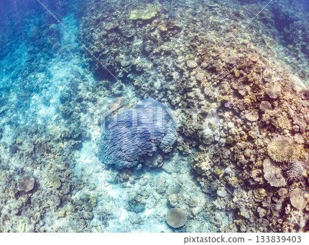 Beautiful coral reefs and schools of tropical fish. Amuro Island, Kerama Islands, Shimajiri District, Okinawa Prefecture, Zamami Island - 2025 Coral spawning Beautiful coral reefs and schools of tropical fish. Amuro Island, Kerama Islands, Shimajiri District, Okinawa Prefecture, Zamami Island - 2025 Coral spawning 133839403