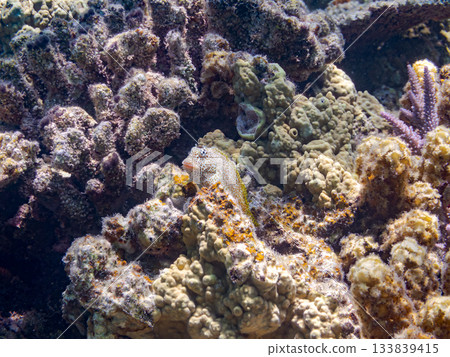 美麗的鶇魚。美麗的珊瑚礁和成群的熱帶魚。安室島，慶良間群島，島尻郡，沖繩縣，座間味島 - 2025 133839415