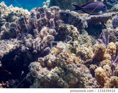 美麗的鶇魚。美麗的珊瑚礁和成群的熱帶魚。安室島,慶良間群島,島尻郡,沖繩縣,座間味島 - 2025 美麗的鶇魚。美麗的珊瑚礁和成群的熱帶魚。安室島,慶良間群島,島尻郡,沖繩縣,座間味島 - 2025 133839418