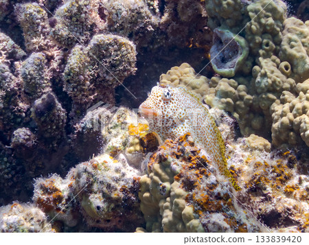 美麗的鶇魚。美麗的珊瑚礁和成群的熱帶魚。安室島，慶良間群島，島尻郡，沖繩縣，座間味島 - 2025 133839420