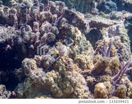 美麗的鶇魚。美麗的珊瑚礁和成群的熱帶魚。安室島，慶良間群島，島尻郡，沖繩縣，座間味島 - 2025 133839421
