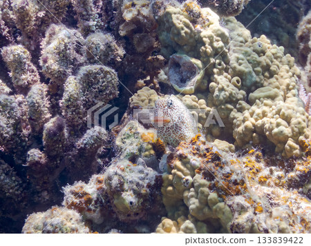 美麗的鶇魚。美麗的珊瑚礁和成群的熱帶魚。安室島，慶良間群島，島尻郡，沖繩縣，座間味島 - 2025 133839422