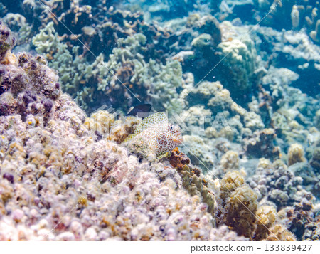 美麗的鶇魚。美麗的珊瑚礁和成群的熱帶魚。安室島，慶良間群島，島尻郡，沖繩縣，座間味島 - 2025 133839427