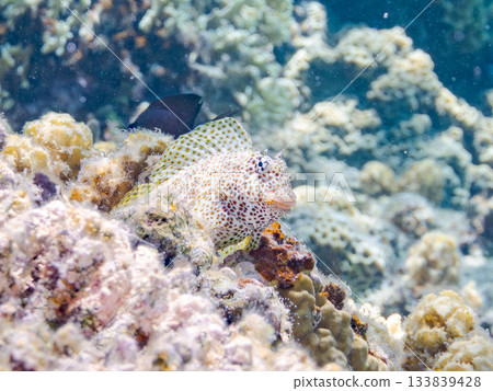 美麗的鶇魚。美麗的珊瑚礁和成群的熱帶魚。安室島，慶良間群島，島尻郡，沖繩縣，座間味島 - 2025 133839428