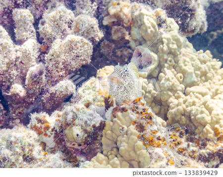 美麗的鶇魚。美麗的珊瑚礁和成群的熱帶魚。安室島，慶良間群島，島尻郡，沖繩縣，座間味島 - 2025 133839429