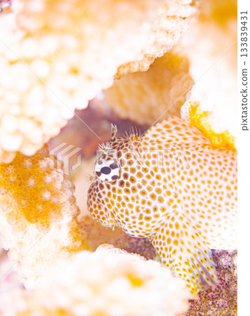 美麗的鶇魚。美麗的珊瑚礁和成群的熱帶魚。安室島，慶良間群島，島尻郡，沖繩縣，座間味島 - 2025 133839431