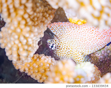 美麗的鶇魚。美麗的珊瑚礁和成群的熱帶魚。安室島,慶良間群島,島尻郡,沖繩縣,座間味島 - 2025 美麗的鶇魚。美麗的珊瑚礁和成群的熱帶魚。安室島,慶良間群島,島尻郡,沖繩縣,座間味島 - 2025 133839434