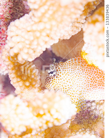 美麗的鶇魚。美麗的珊瑚礁和成群的熱帶魚。安室島，慶良間群島，島尻郡，沖繩縣，座間味島 - 2025 133839436