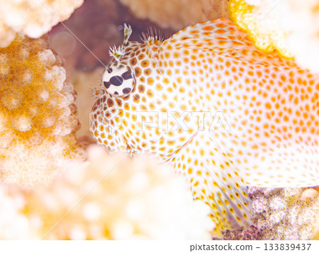 美麗的鶇魚。美麗的珊瑚礁和成群的熱帶魚。安室島,慶良間群島,島尻郡,沖繩縣,座間味島 - 2025 美麗的鶇魚。美麗的珊瑚礁和成群的熱帶魚。安室島,慶良間群島,島尻郡,沖繩縣,座間味島 - 2025 133839437