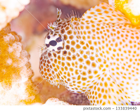 美麗的鶇魚。美麗的珊瑚礁和成群的熱帶魚。安室島，慶良間群島，島尻郡，沖繩縣，座間味島 - 2025 133839440
