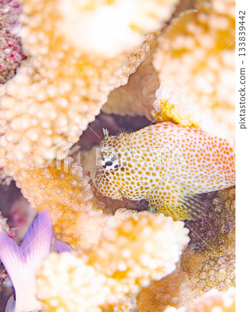 美麗的鶇魚。美麗的珊瑚礁和成群的熱帶魚。安室島，慶良間群島，島尻郡，沖繩縣，座間味島 - 2025 133839442