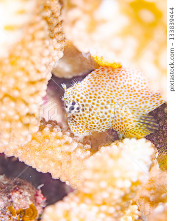 美麗的鶇魚。美麗的珊瑚礁和成群的熱帶魚。安室島，慶良間群島，島尻郡，沖繩縣，座間味島 - 2025 133839444