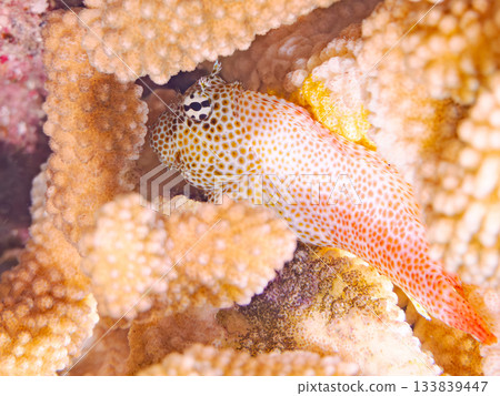 Beautiful blenny fish. Beautiful coral reefs and schools of tropical fish. Amuro Island, Kerama Islands, Shimajiri District, Okinawa Prefecture, Zamami Island - 2025 133839447