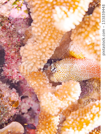 Beautiful blenny fish. Beautiful coral reefs and schools of tropical fish. Amuro Island, Kerama Islands, Shimajiri District, Okinawa Prefecture, Zamami Island - 2025 133839448