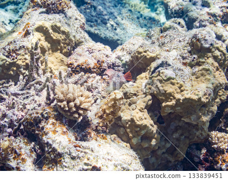 Beautiful blenny fish. Beautiful coral reefs and schools of tropical fish. Amuro Island, Kerama Islands, Shimajiri District, Okinawa Prefecture, Zamami Island - 2025 Beautiful blenny fish. Beautiful coral reefs and schools of tropical fish. Amuro Island, Kerama Islands, Shimajiri District, Okinawa Prefecture, Zamami Island - 2025 133839451
