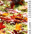 秋天的樹葉 133839458