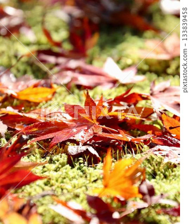 Autumn leaves 133839458