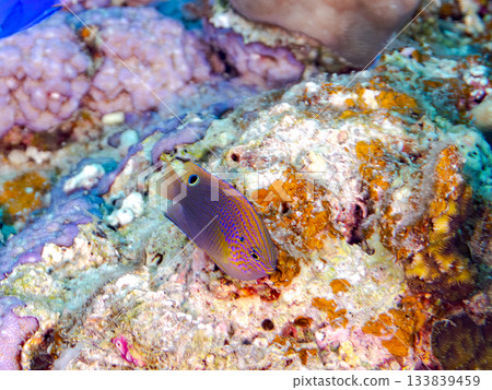 A beautiful black-spotted damselfish. Beautiful coral reefs and schools of tropical fish. Amuro Island, Kerama Islands, Shimajiri District, Okinawa Prefecture, Zamami Island 133839459