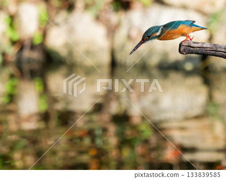 Kingfisher aiming for prey Kingfisher aiming for prey 133839585