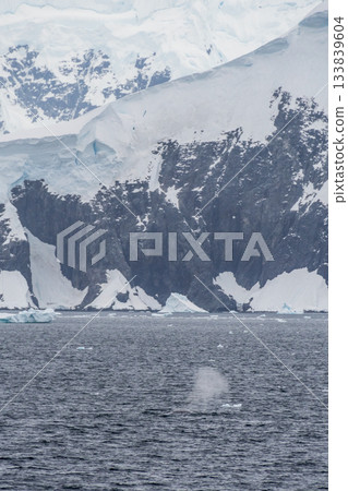 Antarctic landscape with a diving whale 133839604