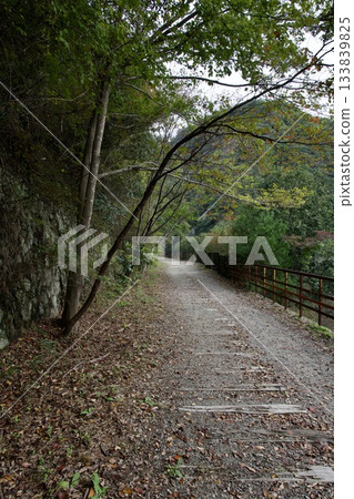 沿著廢棄的福知山線漫步(2025年11月) 沿著廢棄的福知山線漫步(2025年11月) 133839825