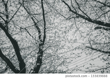 櫻花 櫻 賞櫻 133839888