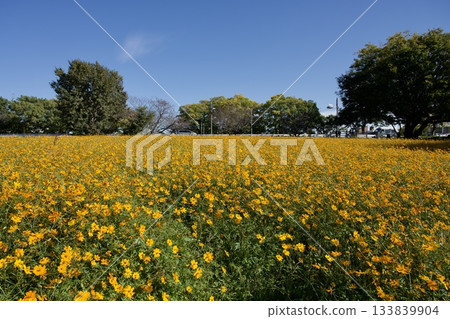 Amagasaki Mukogawa Cosmos Garden (2025, Amagasaki City, Hyogo Prefecture) Amagasaki Mukogawa Cosmos Garden (2025, Amagasaki City, Hyogo Prefecture) 133839904