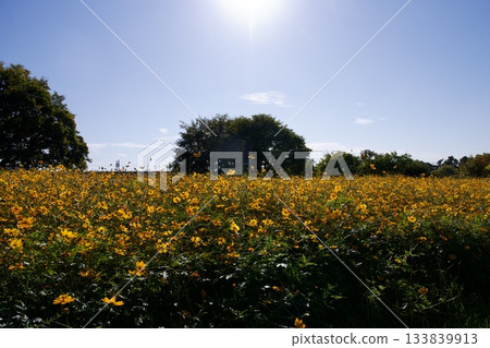 尼崎武庫川波斯菊花園（2025年，兵庫縣尼崎市） 133839913